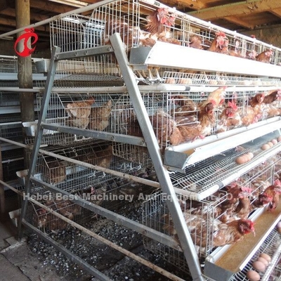 Gaiola por atacado da camada das aves domésticas do preço de fábrica Q235, estrela dos pássaros do sistema 256 da gaiola de bateria