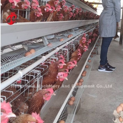Bateria Automática Tipo H Sistema de Gaiolas de Aves Venda Quente 240Birds Rose