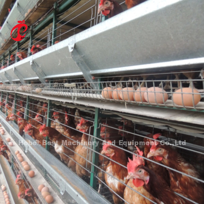 H e tipo de gaiolas automáticas de camada de aves 15000 pássaros populares na África rosa
