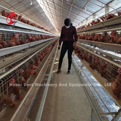 Um tipo sistema automático da gaiola do cultivo de aves domésticas para a estrela das camadas