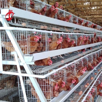 Venda quente Rosa das séries comerciais automáticas da gaiola 3 da galinha da camada do sistema da gaiola de bateria da camada