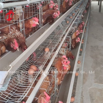 Galinhas altas da camada do sistema da gaiola de bateria das aves domésticas da estabilidade em África ISO9001 Emily