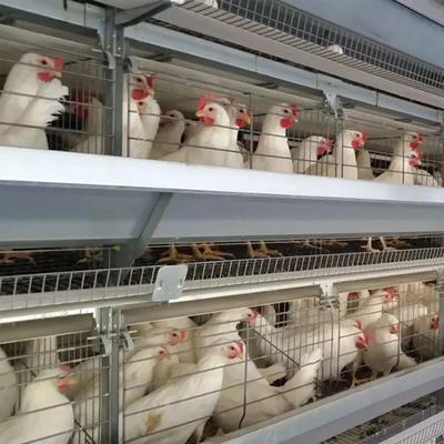 Equipamento de criação de aves de capoeira H-Type Battery Chicken Cage System For Broiler Mia
