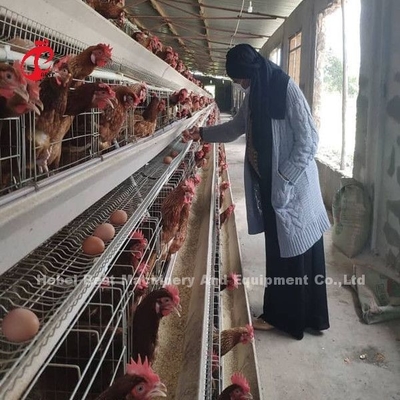 Gaiola personalizada da galinha da camada, baixa gaiola de bateria Doris das aves domésticas do aço carbono Q235