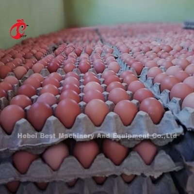 sistema da gaiola do cultivo de aves domésticas 432cm2, sistema automático de aço Rosa da gaiola da camada