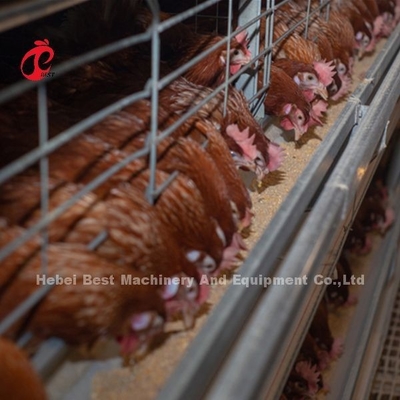 sistema da gaiola do cultivo de aves domésticas 432cm2, sistema automático de aço Rosa da gaiola da camada