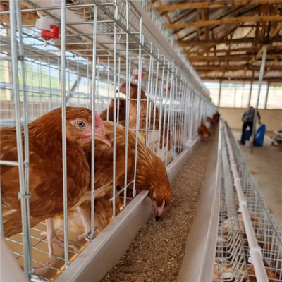 O sistema semi automático da gaiola do cultivo de aves domésticas, camada do ovo de 380V 1.5KW prende o Ada
