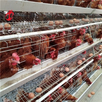 Salvar o sistema da gaiola do cultivo de aves domésticas da área, Ada comercial de 3 gaiolas da galinha das séries