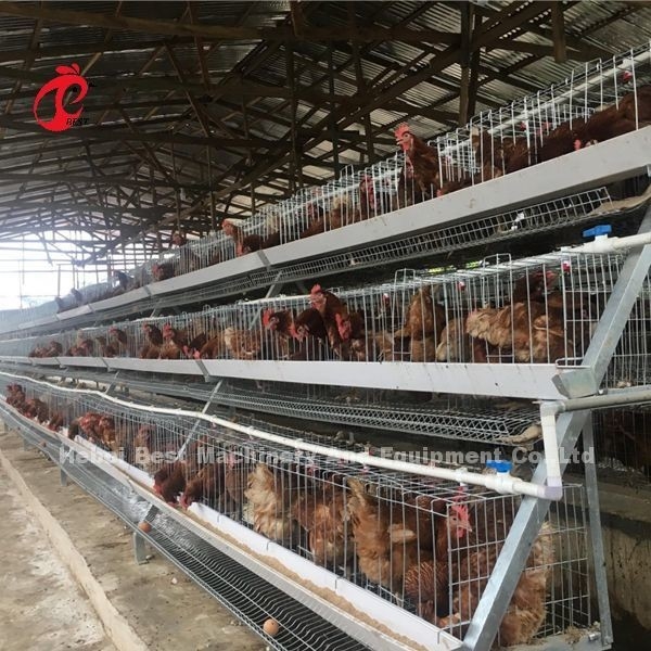 A ou tipo sistema de H da gaiola de bateria da camada para a íris da exploração avícola de 1000 a 20000 pássaros