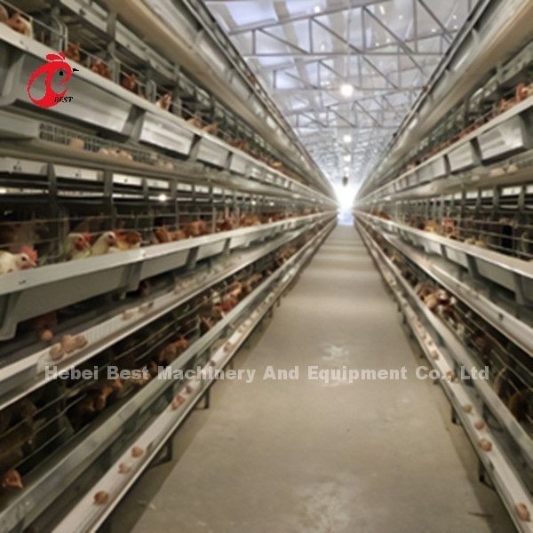 Um sistema de gaiola de bateria de frango automático do tipo H com 25 anos de vida