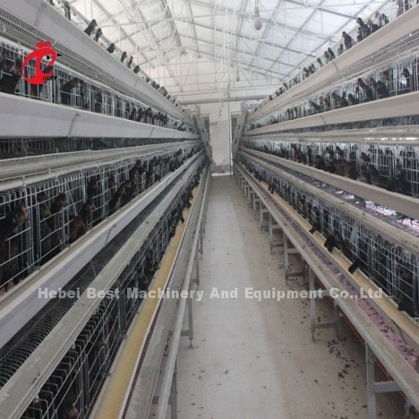 Gaiola de camadas de sistema de bebida automática tipo A galvanizado a quente na fazenda Adela