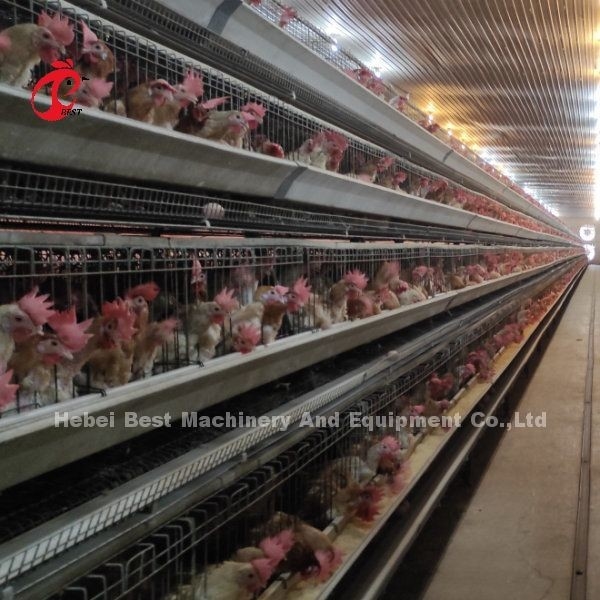 96 galinhas automáticas do ovo da grelha do sistema da gaiola de bateria das aves domésticas dos pássaros um tipo Rosa