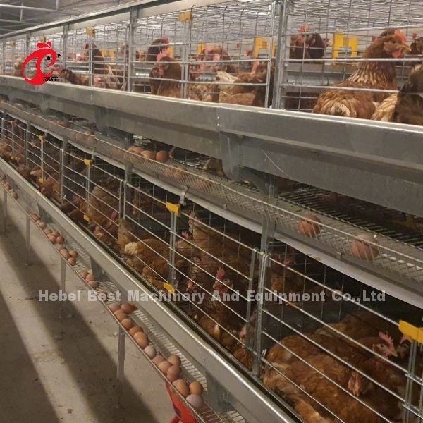 Tipo automático gaiola da coleção A do ovo da camada da galinha para a exploração avícola Rosa