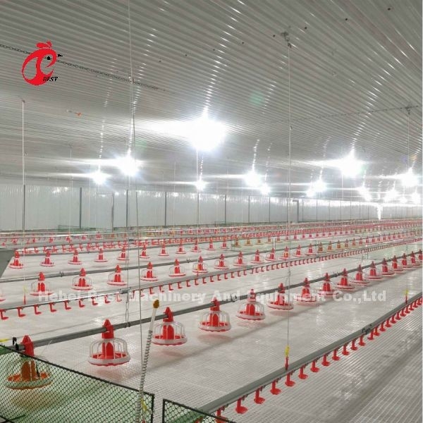 Tipo de piso de aço inoxidável Equipamento de exploração aviária Sistema automático de alimentação e bebida Adela