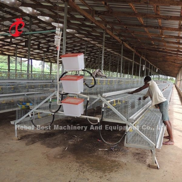 CE um tipo 120 pássaros Chick Rearing Cage With Drinkers e estrela dos alimentadores