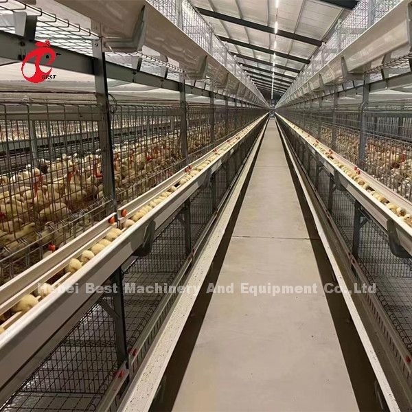E gaiola da grelha das aves domésticas de H que aumenta o equipamento para pintainhos dias de idade Sandy