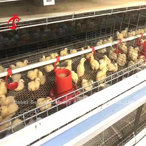 96 pássaros um tipo - exploração agrícola Doris de Chick Brooder Cage In Chicken de 1 - 12 semanas
