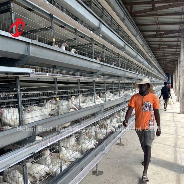 Equipamento automático de gaiolas de frango galvanizado a quente para fazendas de frango
