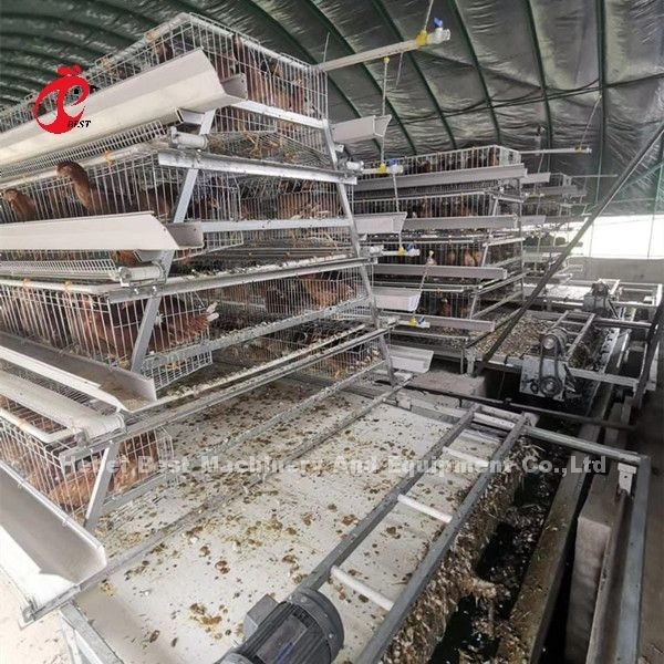 Tipo automático do raspador e da correia do estrume projetado para a exploração agrícola de galinha Sandy