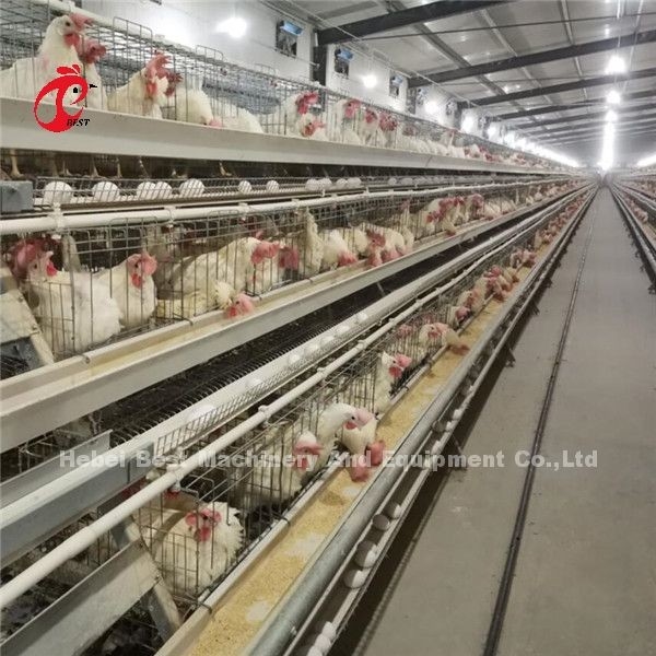 Tipo moderno equipamento automático de H da gaiola da galinha das aves domésticas 20 anos de Ada do tempo