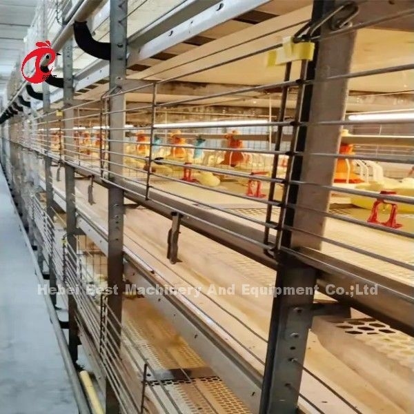 BEST Galvanizado Automático Tipo H Chicken Farm Broiler Cage Sistema Adela