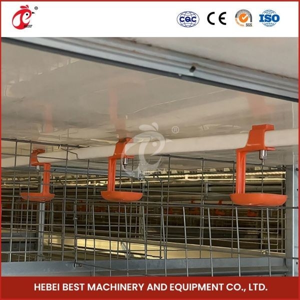 Tipo automático Chick Pullet Cage High Capacity dias de idade Adela da gaiola moderna longa H das aves domésticas do tempo