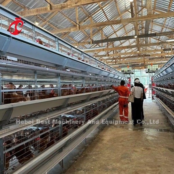 Caixa de frango de frango de tipo H totalmente automática para 500 a 50000 galinhas