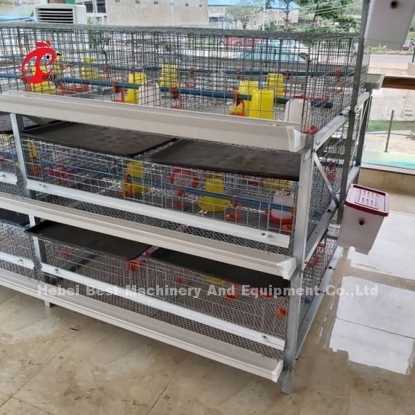 Tipo A e H Broiler Bateria Caixa de Frango Por 45 Dias Broilers Emily