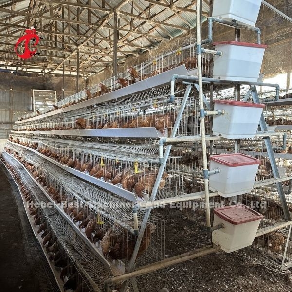 160 aves Capacidade de galinha 4 Nível com instalação de vídeo Providenciado gaiolas de aves Emily Wang