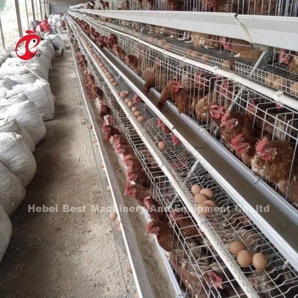 Sistema automático de alimentação de aves de capoeira de frango Bateria de camada de gaiola A Tipo Ada