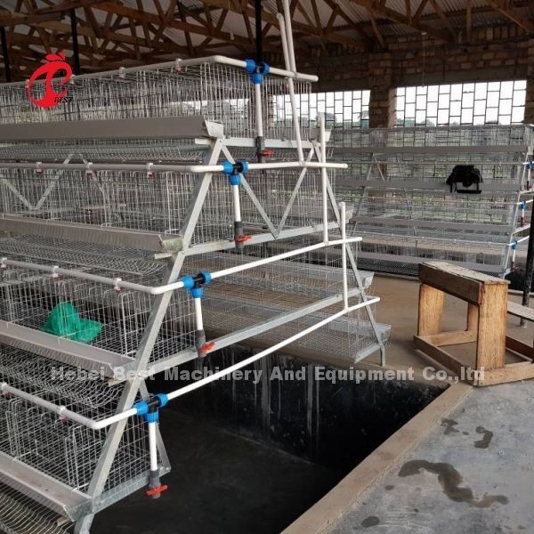 Portas galvanizadas sistema da gaiola 40 da camada do ovo da gaiola do cultivo de aves domésticas em África Adela
