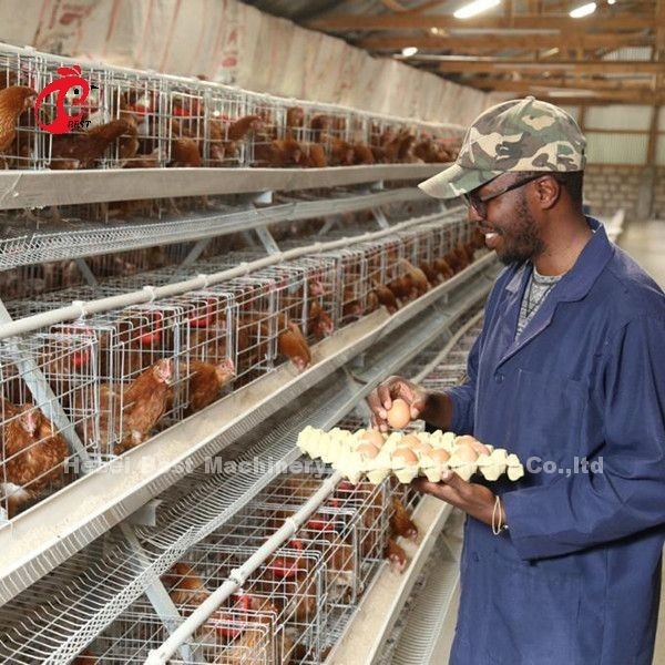Melhor um tipo pássaros da gaiola 500 da galinha para a gaiola Sandy da galinha do cultivo de aves domésticas das camadas