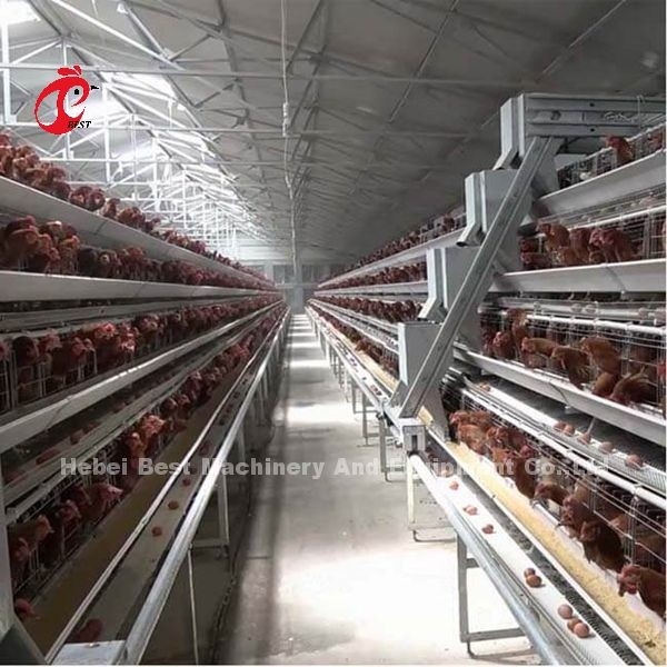 Um tipo sistema automático da gaiola da camada com equipamento das aves domésticas na íris de Nigéria