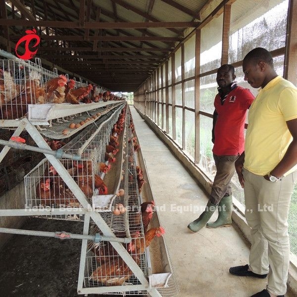 A maioria de bateria econômica da camada da galinha prende o cultivo de aves domésticas para 5000/10000/20000 de estrela dos pássaros