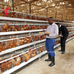 Mais Popular Tipo A Caixa de Bateria de Camada de Frango para Venda em Uganda 20000 pássaros Star