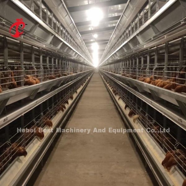 A maioria de tipo popular sistema automático de H da gaiola do cultivo de aves domésticas para a grande exploração agrícola Adela