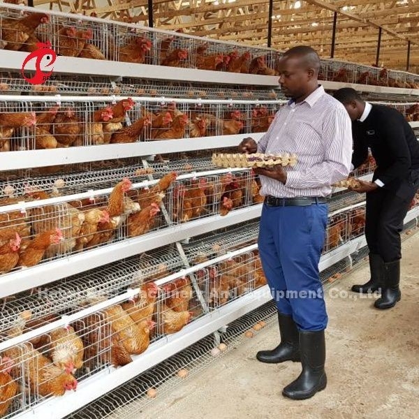 Sistema da gaiola do cultivo de aves domésticas da bateria da galinha um tipo 3 séries de H para a camada Rosa