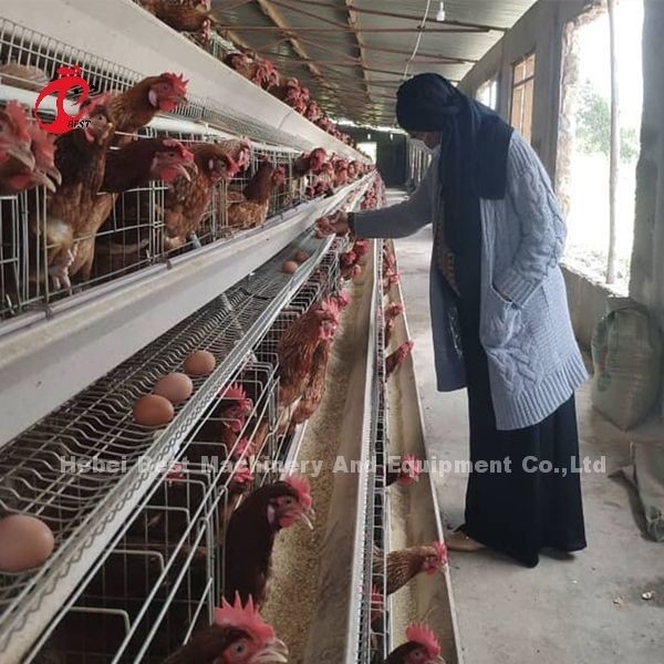 144 Aves Capacidade Caixa de camada tipo H para o frango comercial Mia