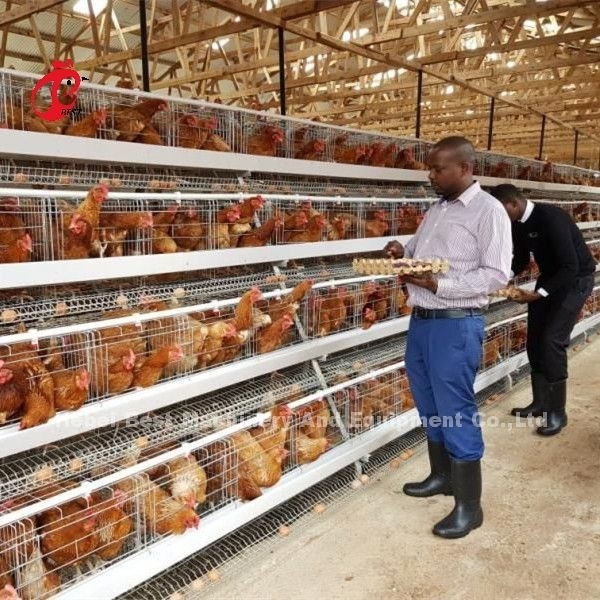 Um tipo cultivo de aves domésticas ISO14001 da gaiola de bateria das grelhas Doris