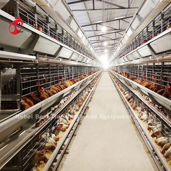 sistema da gaiola do cultivo de aves domésticas de 2.2m, gaiola de bateria de 9 séries para camadas Rosa